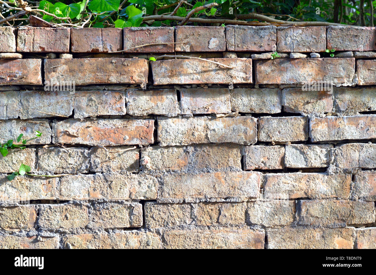 Muro de ladrillo rojo con estructura gruesa Foto de stock