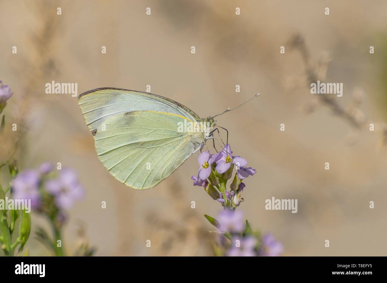Pretty butterfly succionar el néctar de una flor Foto de stock