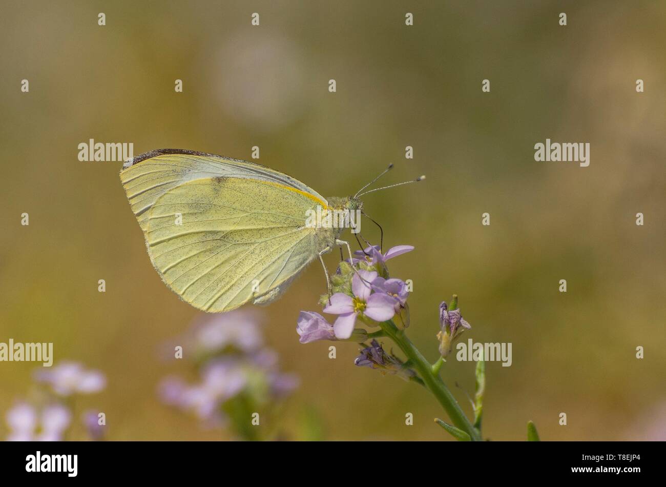 Mariposa Pieris rapae succionar el néctar de la flor Foto de stock