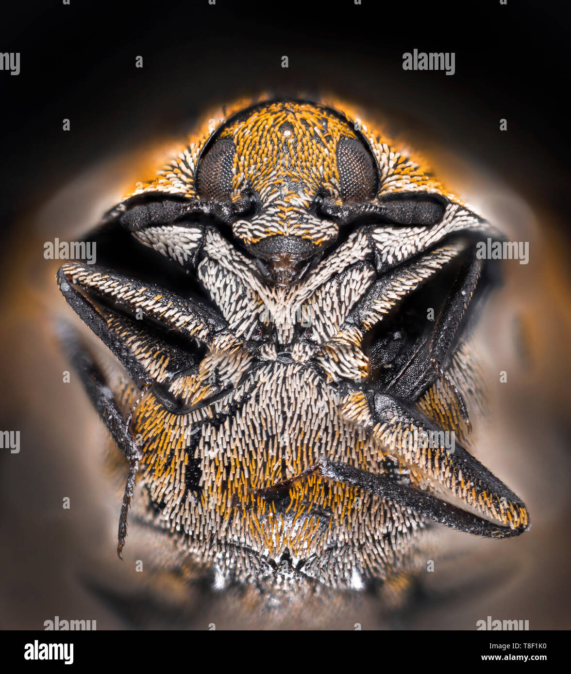 Alfombra variado (Anthrenus verbasci escarabajo) es un escarabajo de 3 mm de largo, perteneciente a la familia Dermestidae Foto de stock