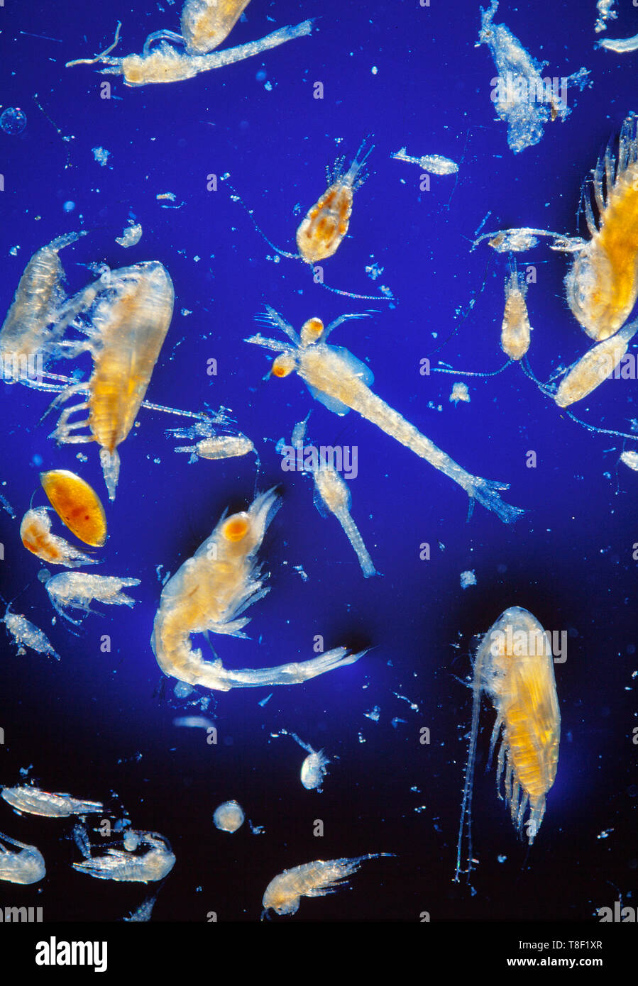 El plancton marino, mezcla de especies, fondo azul Foto de stock