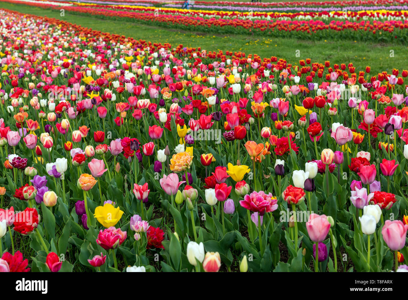 Campos de primavera fotografías e imágenes de alta resolución - Alamy