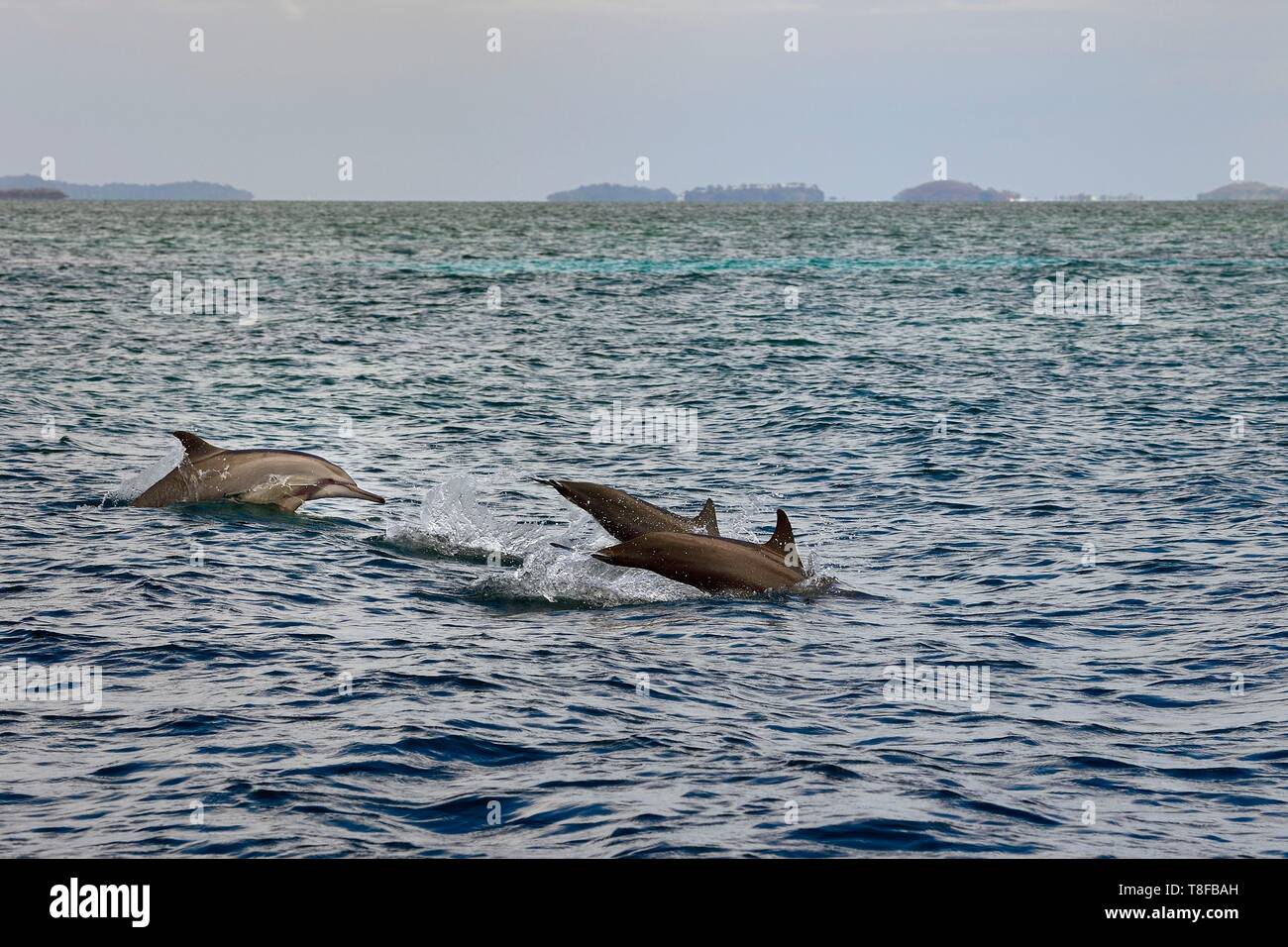 Francia, la isla de Mayotte (departamento francés de ultramar), Grande Terre, delfines (Stenella longirostris) en el borde de la laguna, en la costa oriental Foto de stock