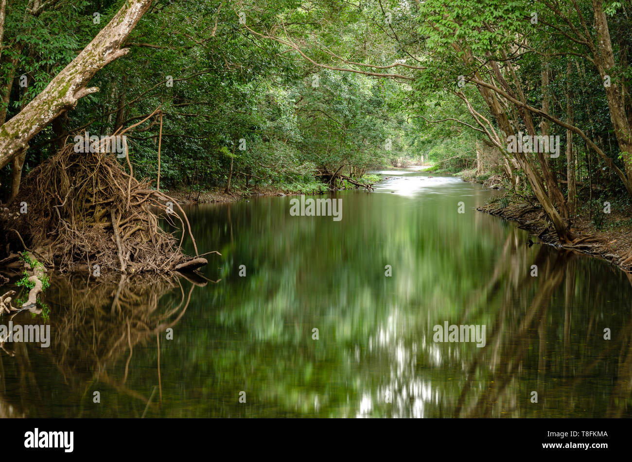 Rain Forest creek reflexiones Far North Queensland Foto de stock