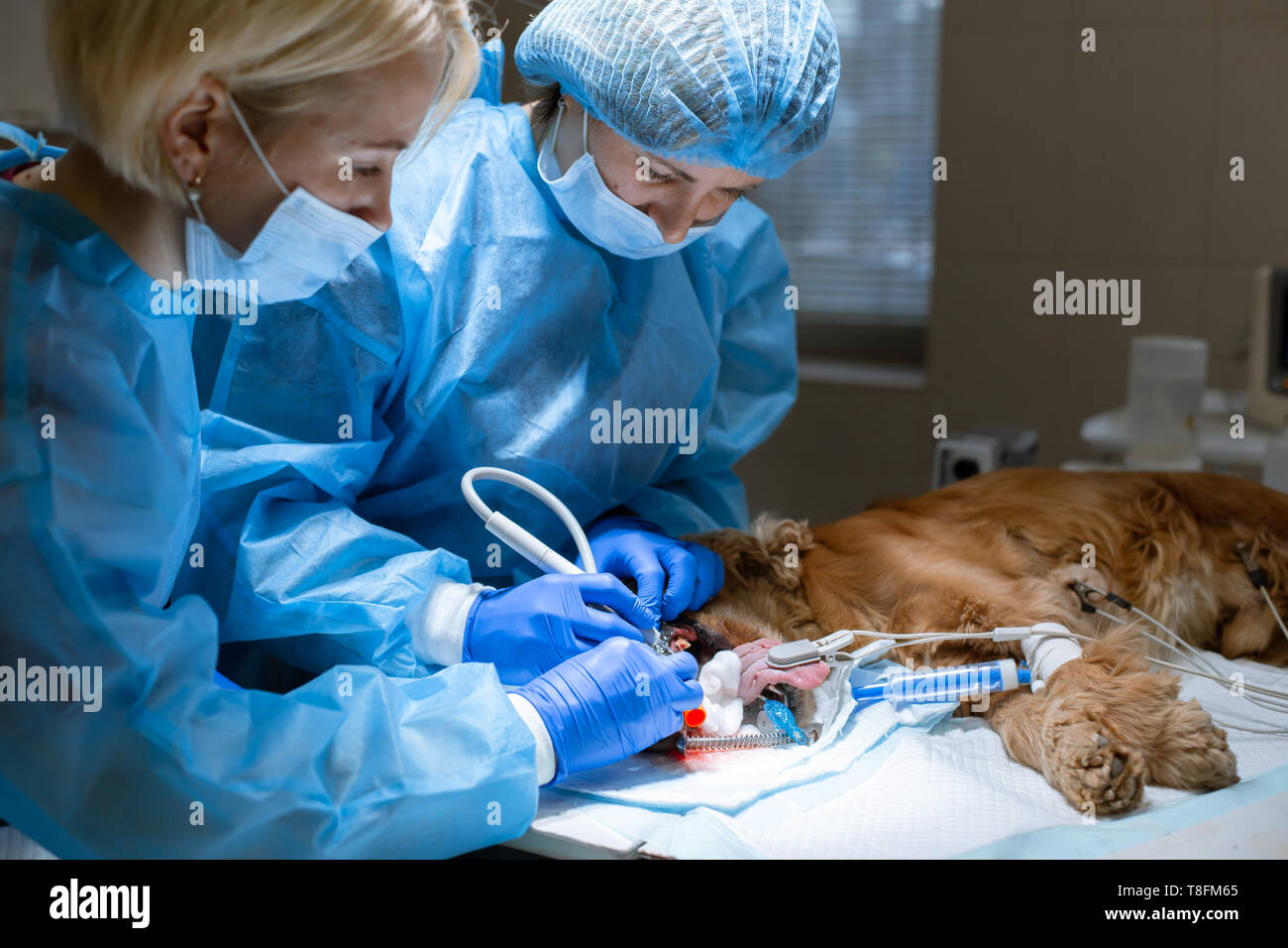 Odontología veterinaria. Cirujano dentista veterinario con un ayudante