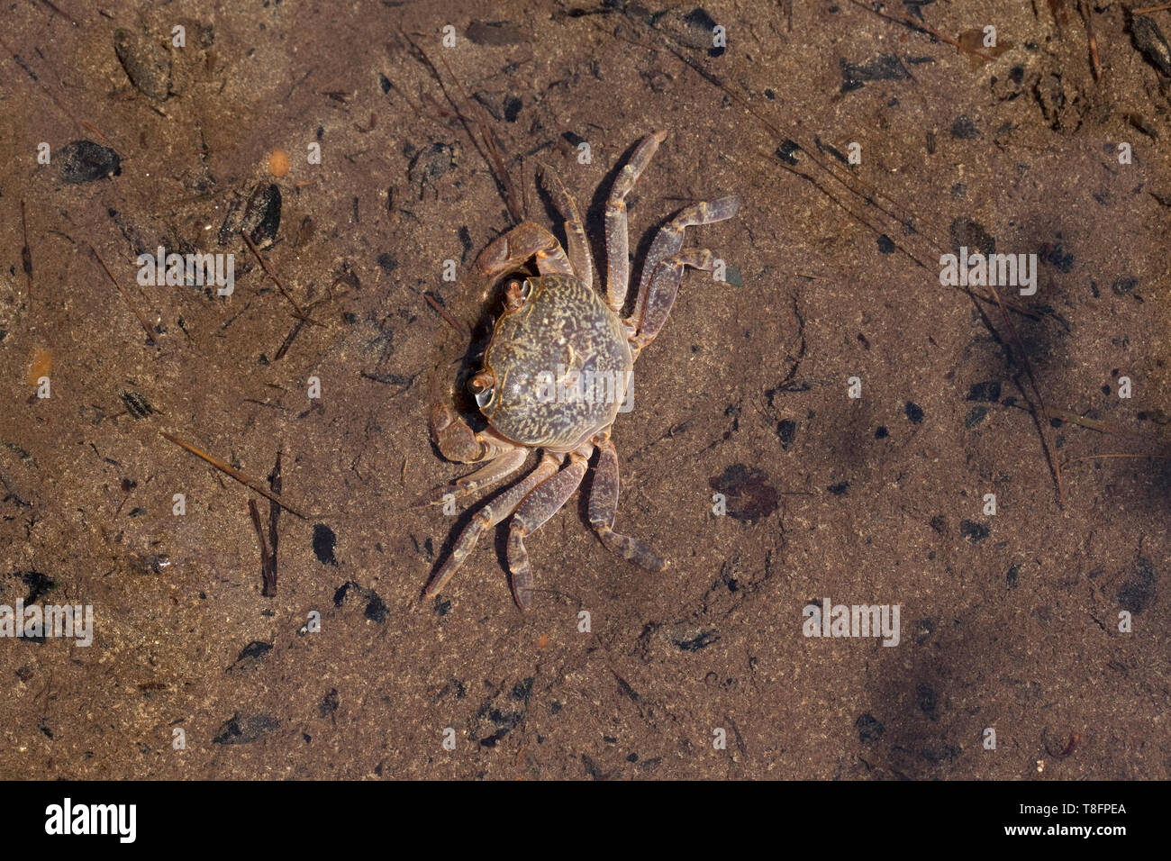 Cangrejo de río (Potamon potamios) Foto de stock