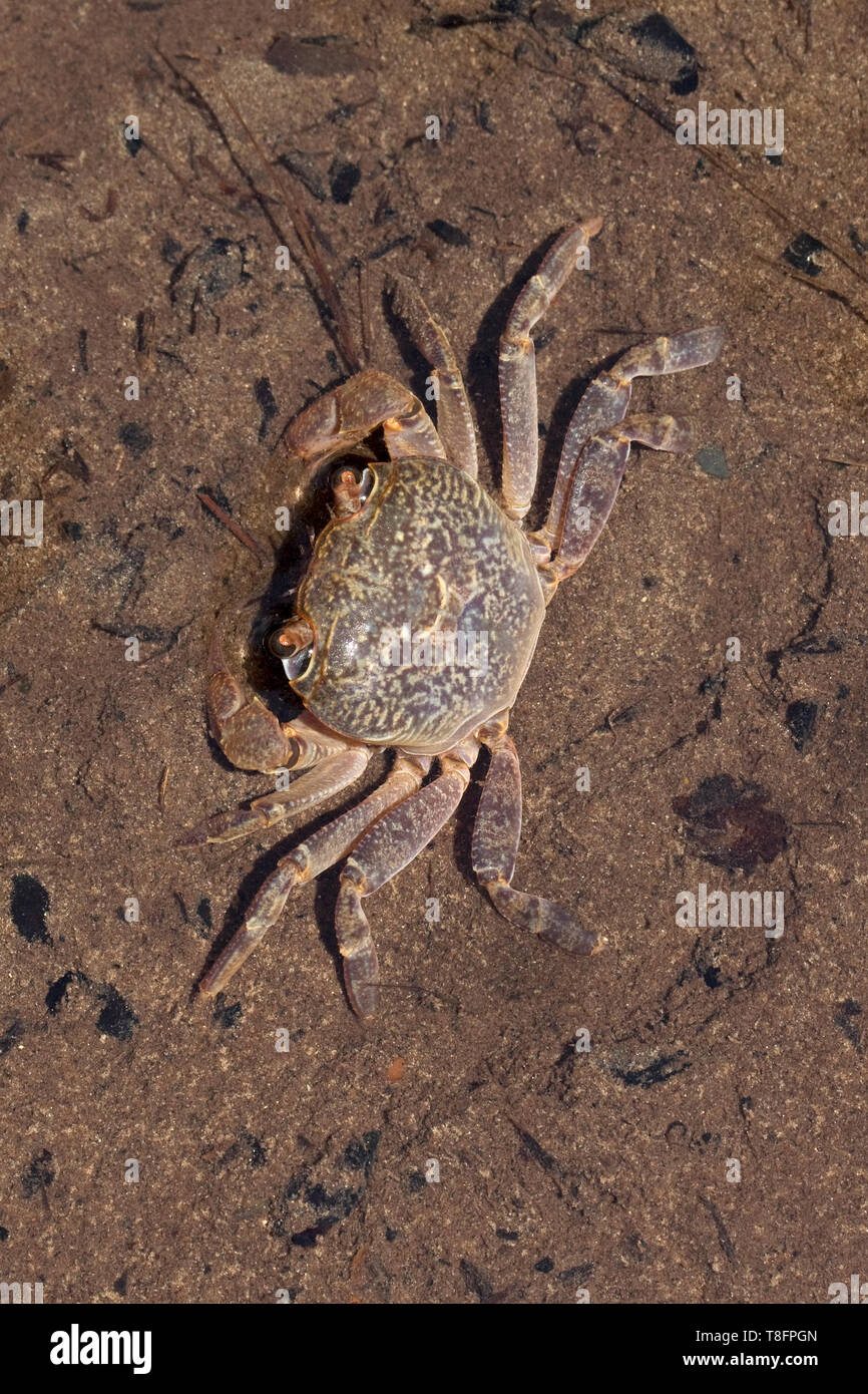 Cangrejo de río (Potamon potamios) Foto de stock