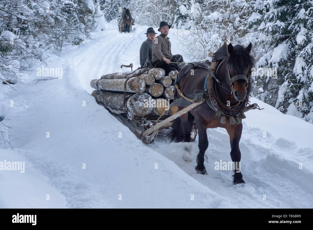 Transportar madera bajan de las montañas en forma tradicional con la ayuda de un caballo y un trineo en invierno Foto de stock