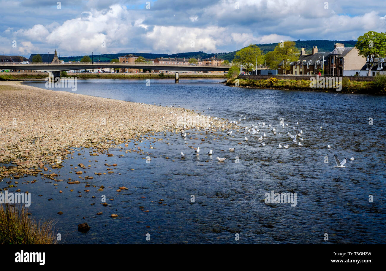 Una bandada de gaviotas en el río Ness, en Inverness, Escocia Foto de stock