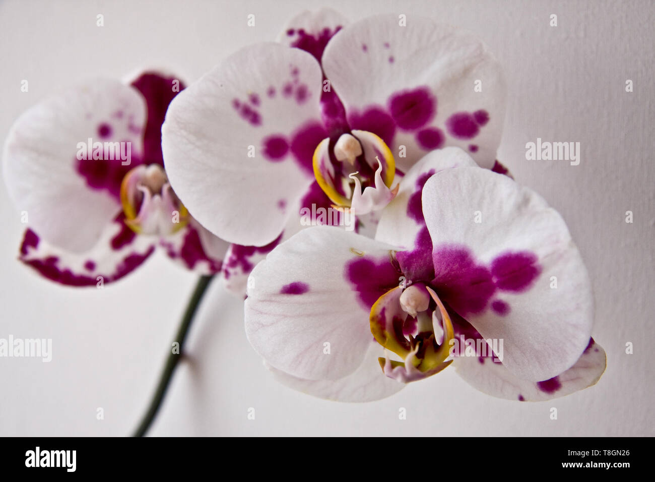 Una orquídea blanca con manchas rosa oscuro Fotografía de stock - Alamy