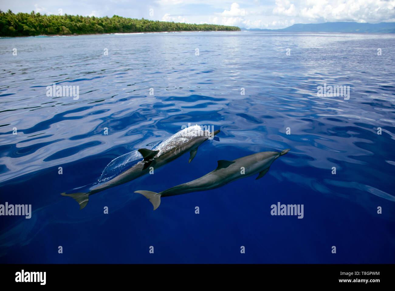 Delfines, Stenella longirostris, Ant Atoll, Pohnpei, Estados Federados de Micronesia Foto de stock