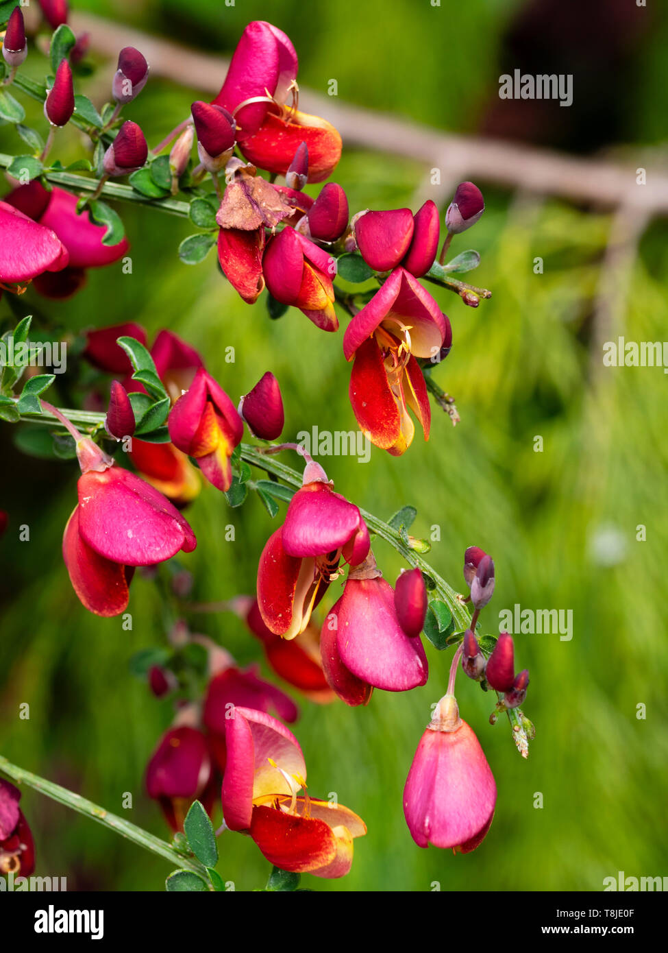 Oro rojo ribeteado de las flores de la primavera la floración scotch broom, Cytisus scoparius 'Burkwoodii' Foto de stock