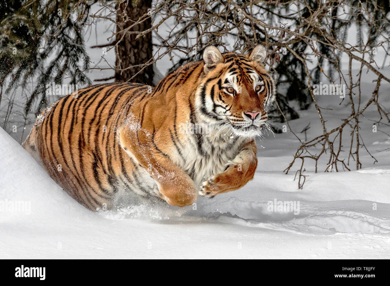 El tigre siberiano es el más grande de los grandes felinos y puede pesar hasta 670 libras. En el medio silvestre, su peso suele ser tanto como 500 libras. Foto de stock