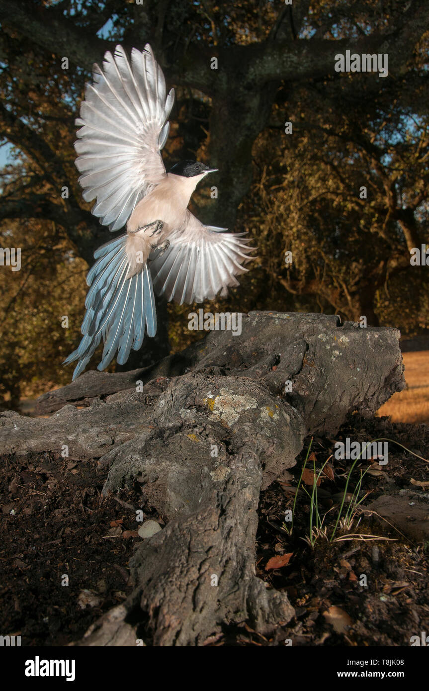 Azure-Magpie Cyanopica cyanus alado volando Foto de stock