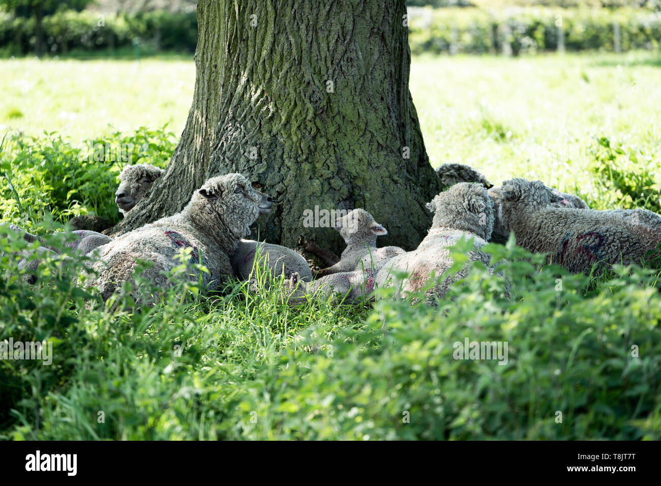 Un rebaño de ovejas de Southdown incluyendo adultos y corderos refugio del sol bajo un árbol grande, REINO UNIDO Foto de stock