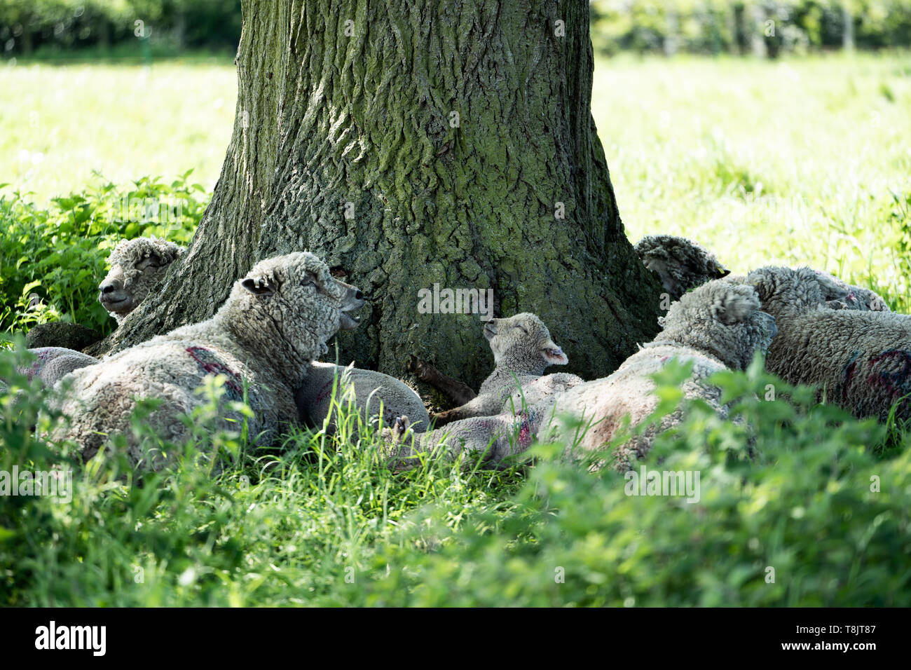 Un rebaño de ovejas de Southdown incluyendo adultos y corderos refugio del sol bajo un árbol grande, REINO UNIDO Foto de stock