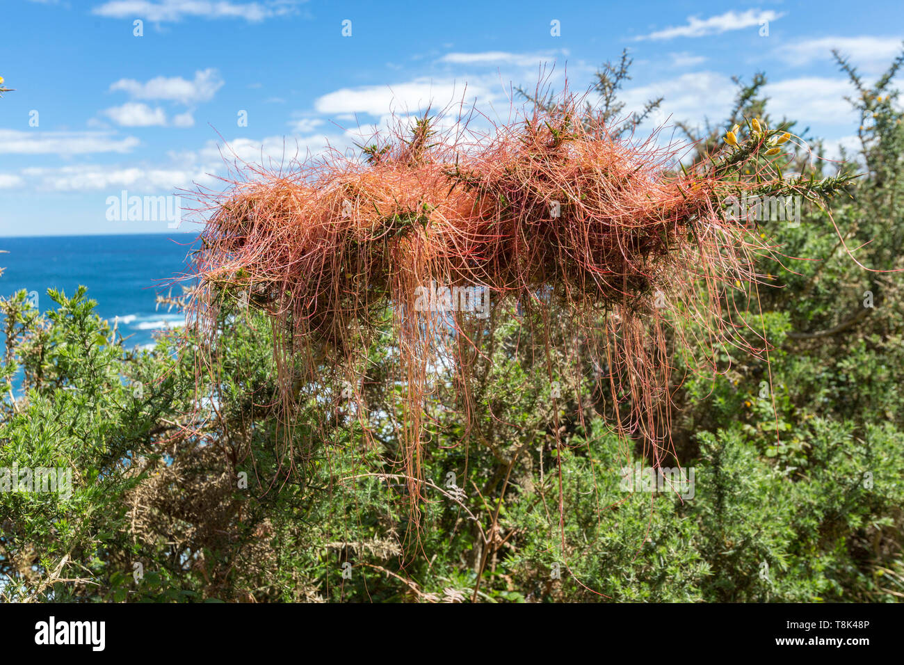 La Cuscuta epithymum, una planta parásita asignado a la familia Cuscutaceae o Convolvulaceae, Asturias, España Foto de stock