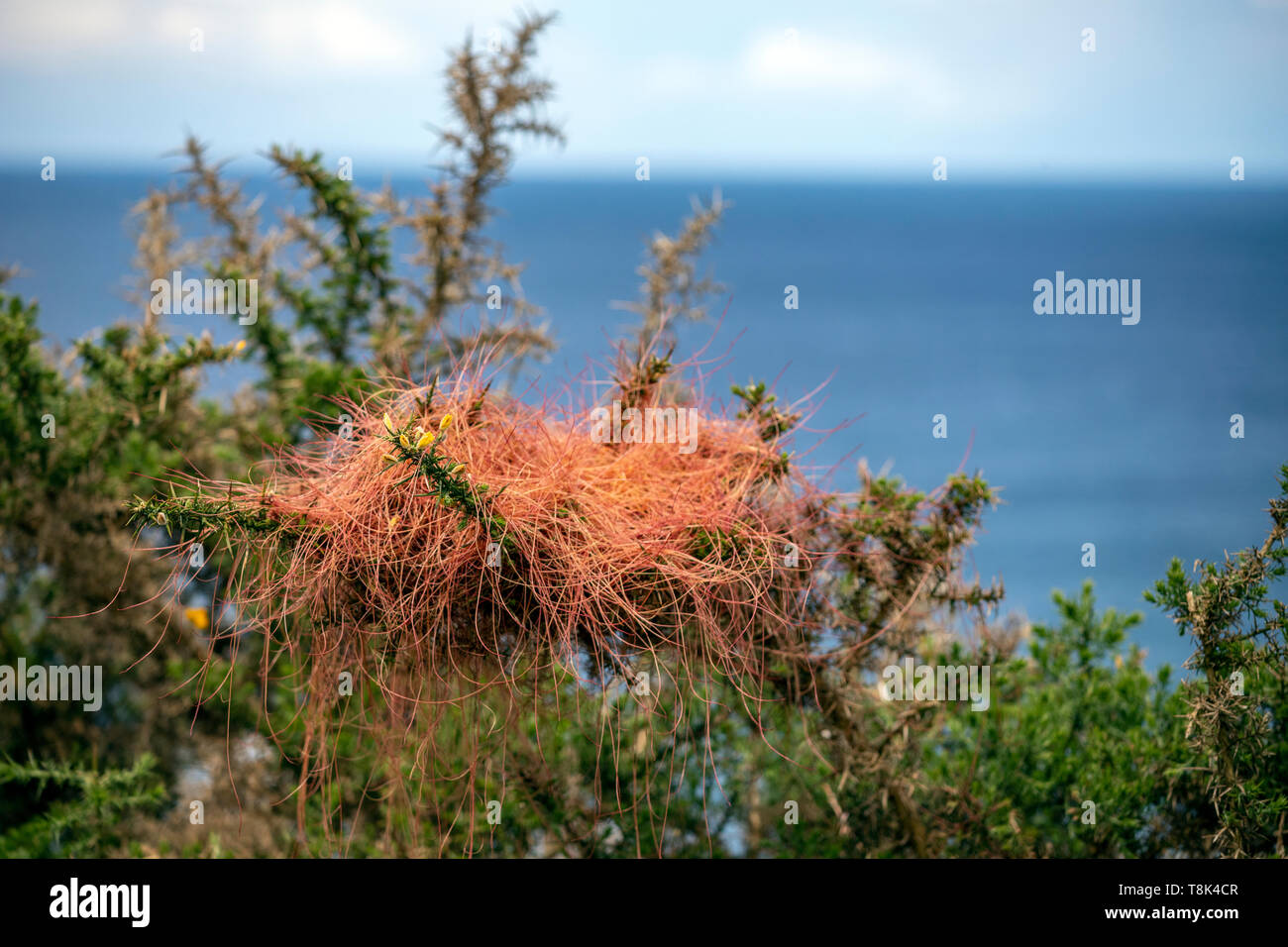 La Cuscuta epithymum, una planta parásita asignado a la familia Cuscutaceae o Convolvulaceae, Asturias, España Foto de stock