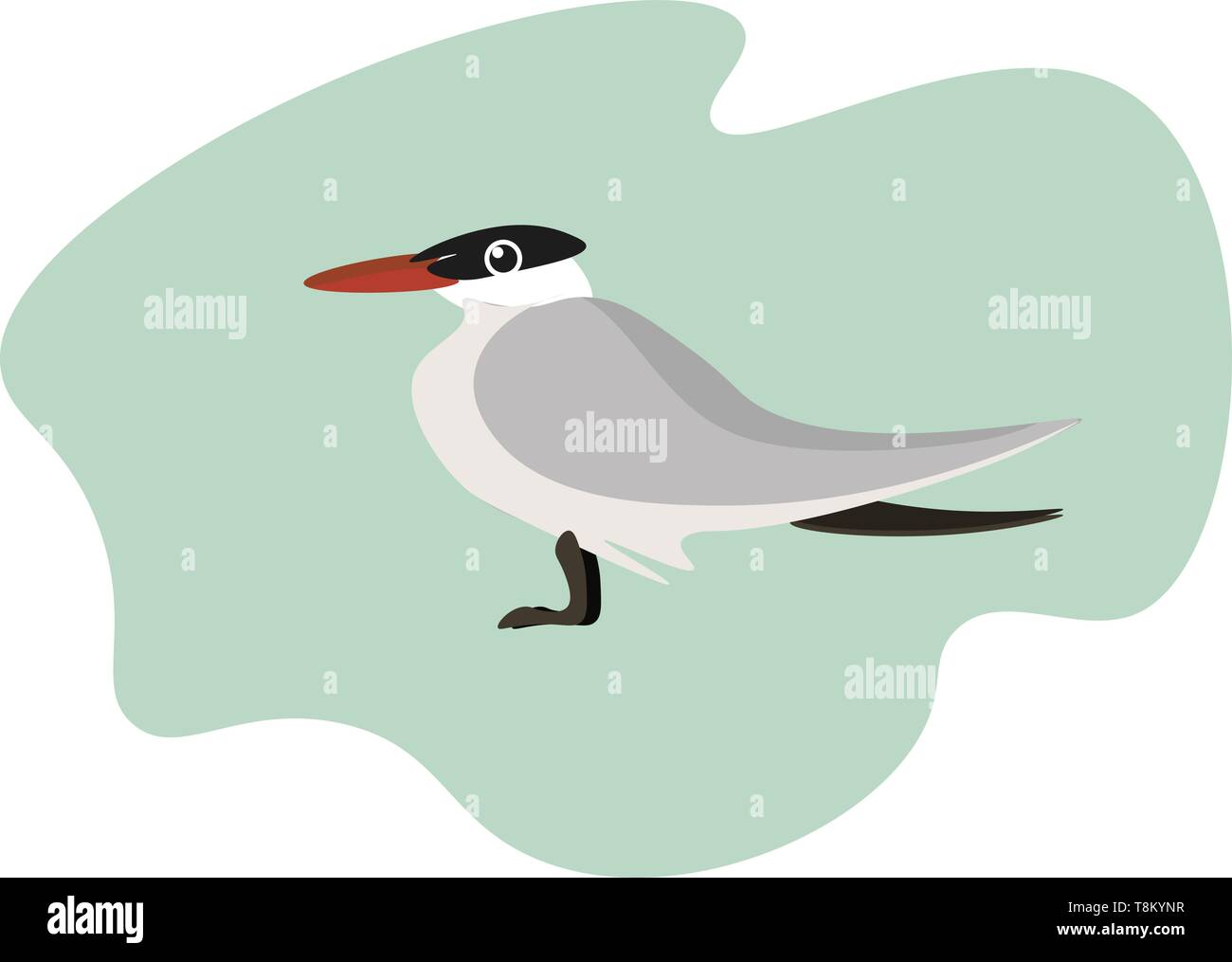 Pájaro con pico rojo, gris y blanco, en color, con una cola negra y piernas, vector, el color de dibujo o ilustración. Ilustración del Vector
