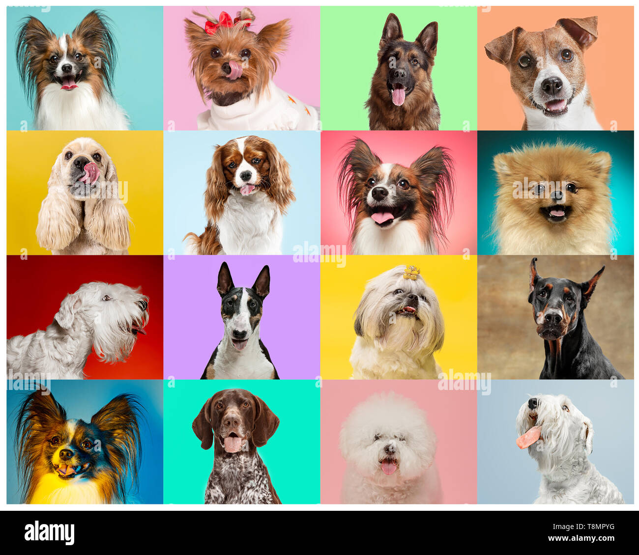 Collage de perro fotografías e imágenes de alta resolución - Alamy