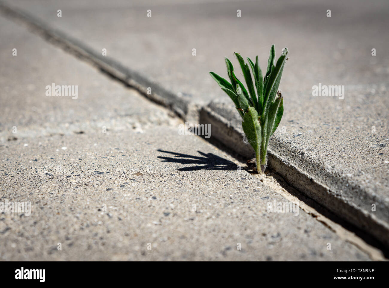 Una planta creciendo a través de una grieta en las placas de hormigón Foto de stock