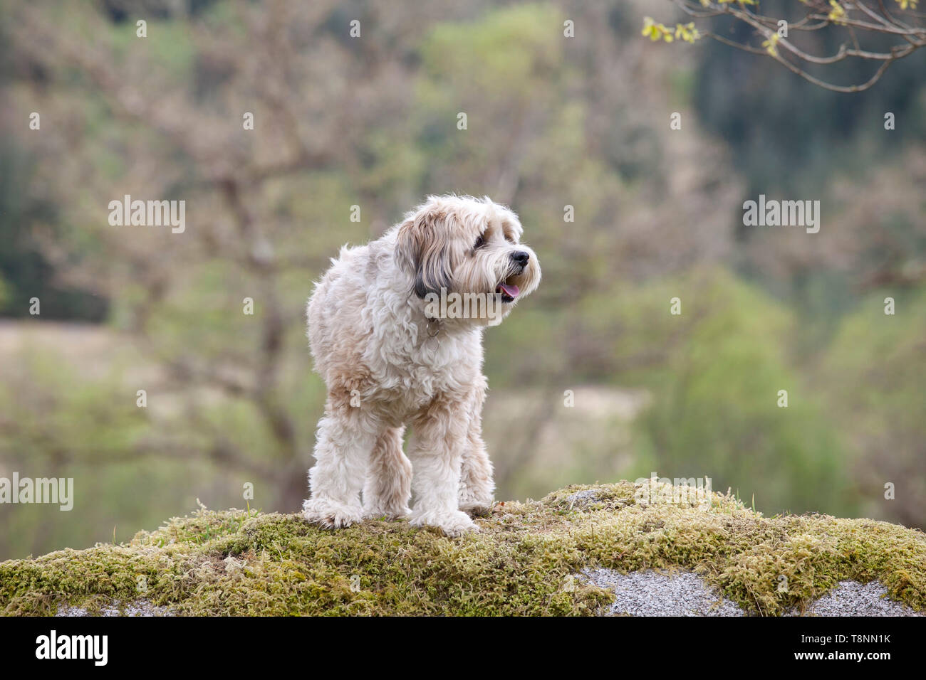 Perro de tibet fotografías e imágenes de alta resolución - Alamy