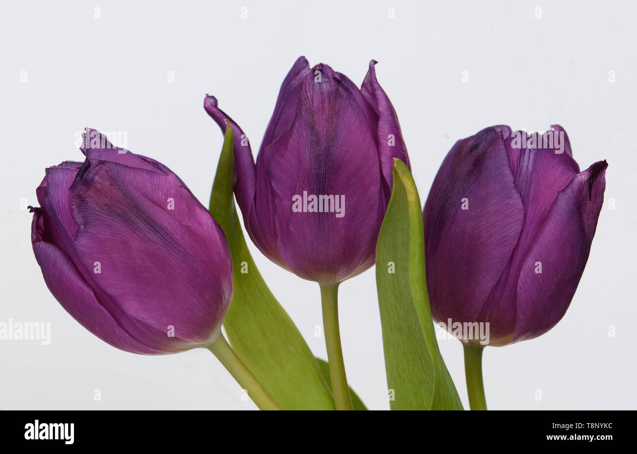 Tres tulipanes púrpura sobre un fondo blanco. Foto de stock