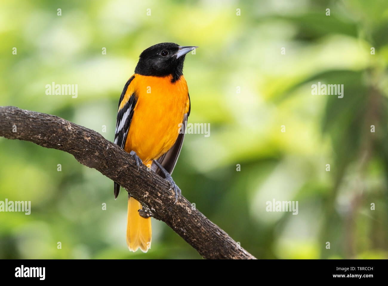 Baltimore oriole, macho adulto posado en la rama de árbol, la Laguna de Lagarto, Costa Rica el 2 de abril de 2019 Foto de stock