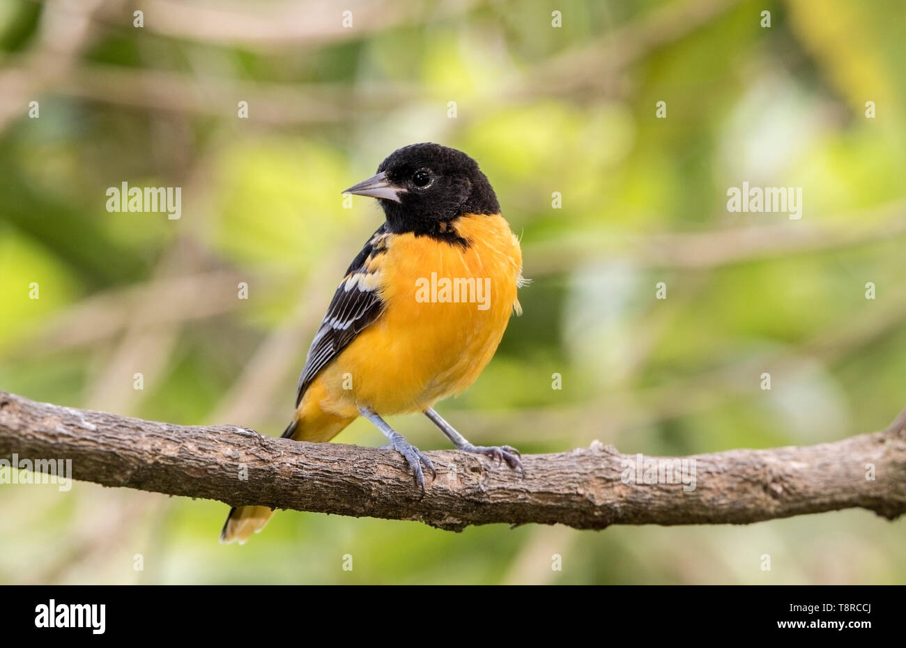 Baltimore oriole, macho adulto posado en la rama de árbol, la Laguna de Lagarto, Costa Rica el 2 de abril de 2019 Foto de stock