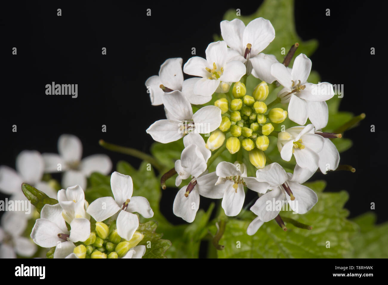 Gato-por-la-hedge o protegerse de ajo (Alliaria petiolata) blanco abierto parcialmente la cabeza de la flor y hojas, Berkshire, Abril Foto de stock