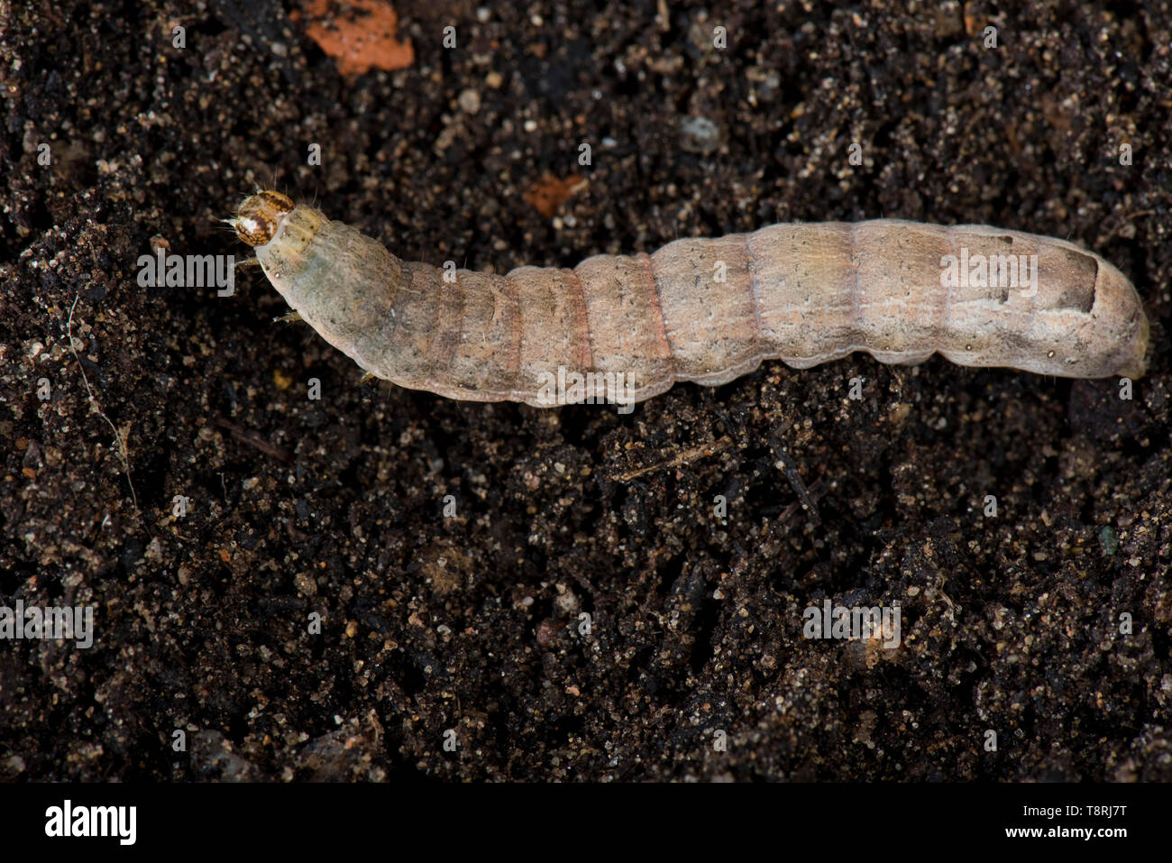 Menor amarillo (subalares Noctua nace) último estadio caterpillar un fitófago cutworm y plagas en el suelo Foto de stock