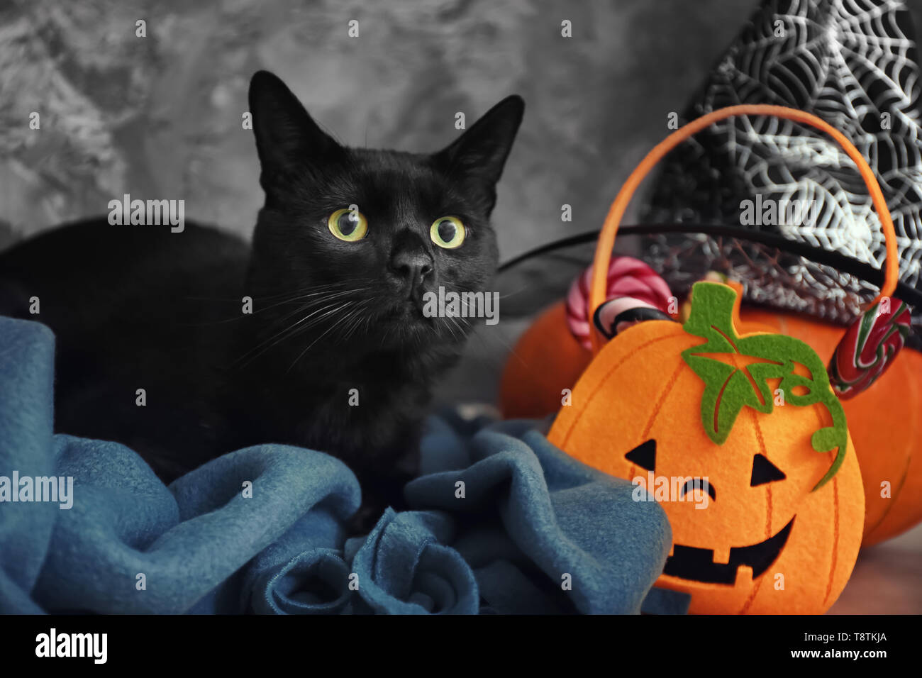 Lindo Gato Negro Y Decoracion De Halloween Cerca De Pared Gris