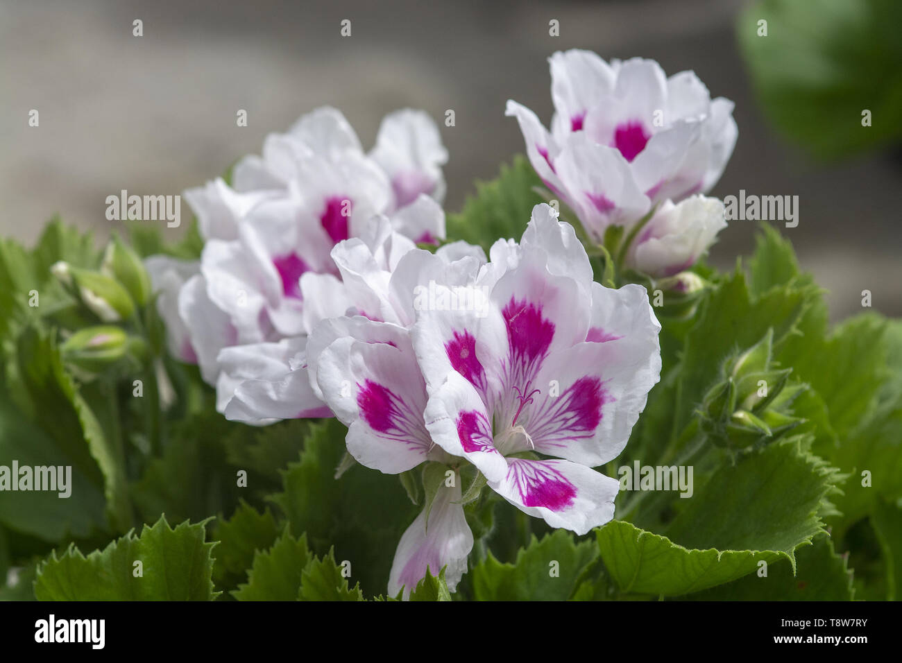 Pink spots fotografías e imágenes de alta resolución Alamy