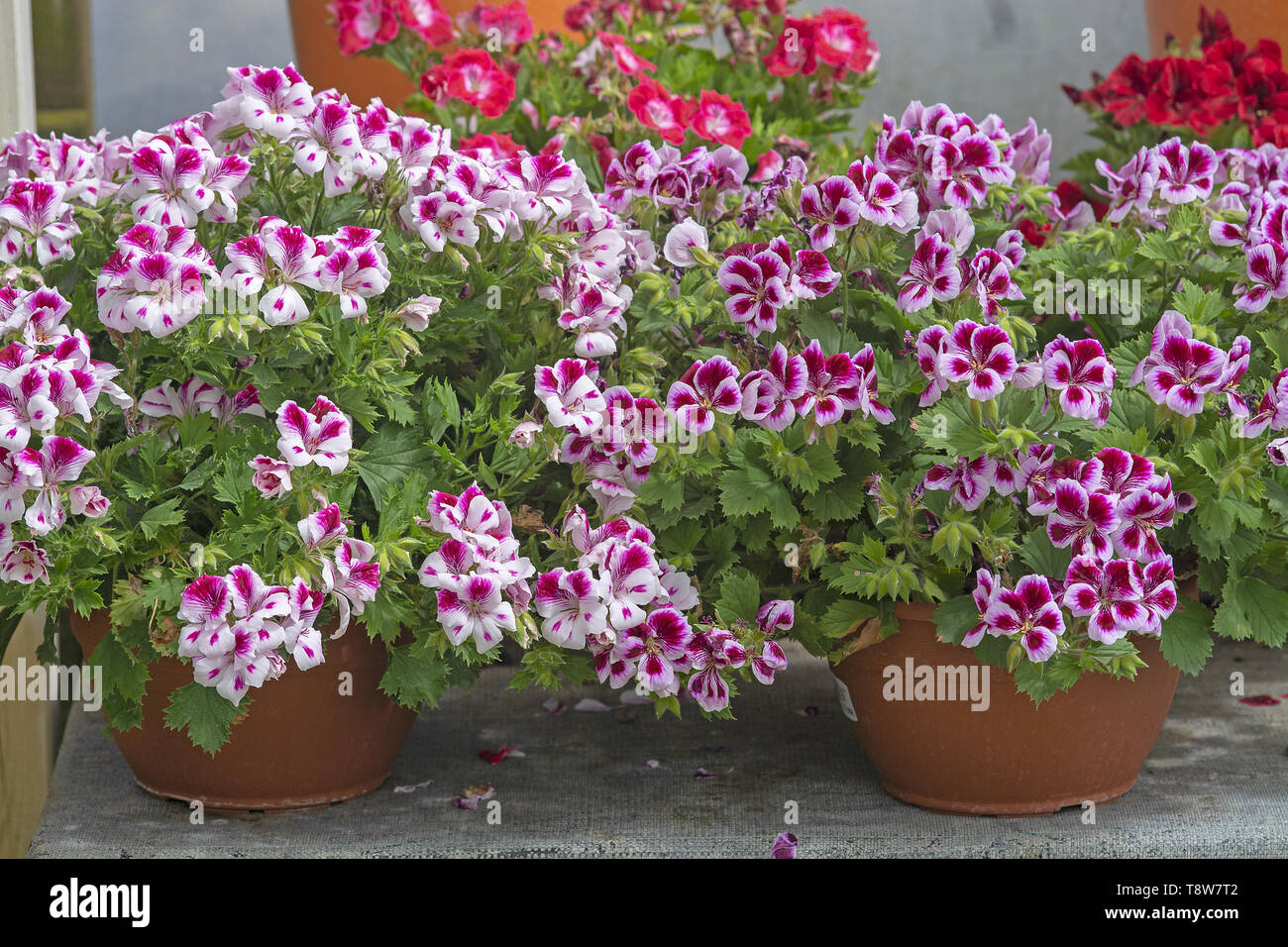 Manchas rosadas fotografías e imágenes de alta resolución Alamy