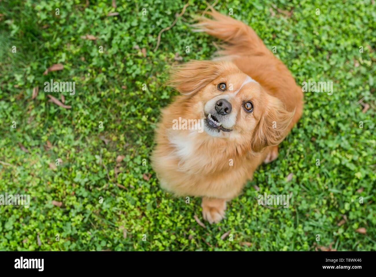 Pequeños Perros En El Parque Fotos, retratos, imágenes y fotografía de  archivo libres de derecho. Image 14036441