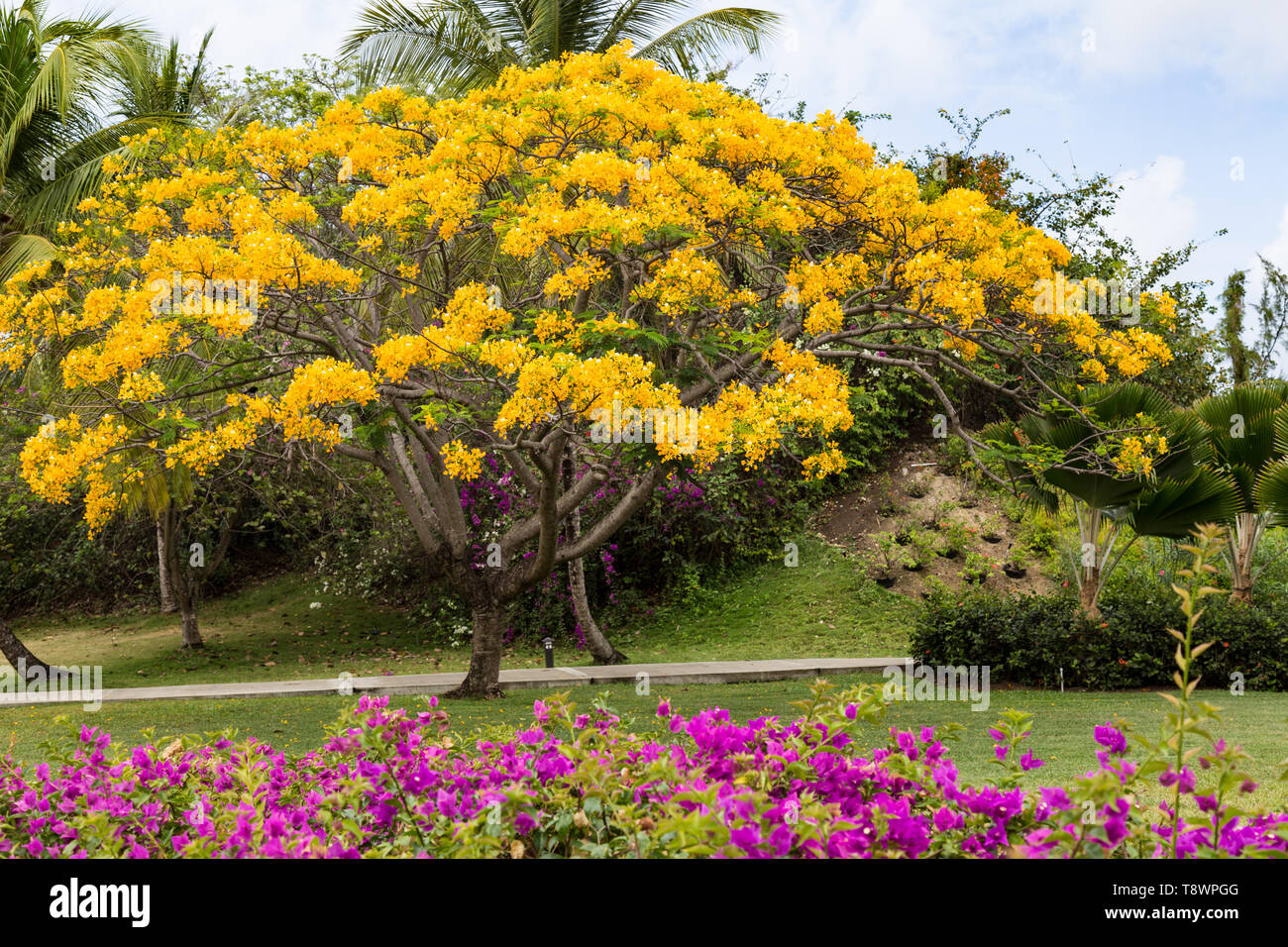 árbol tropical flor amarilla fotografías e imágenes de alta resolución -  Alamy