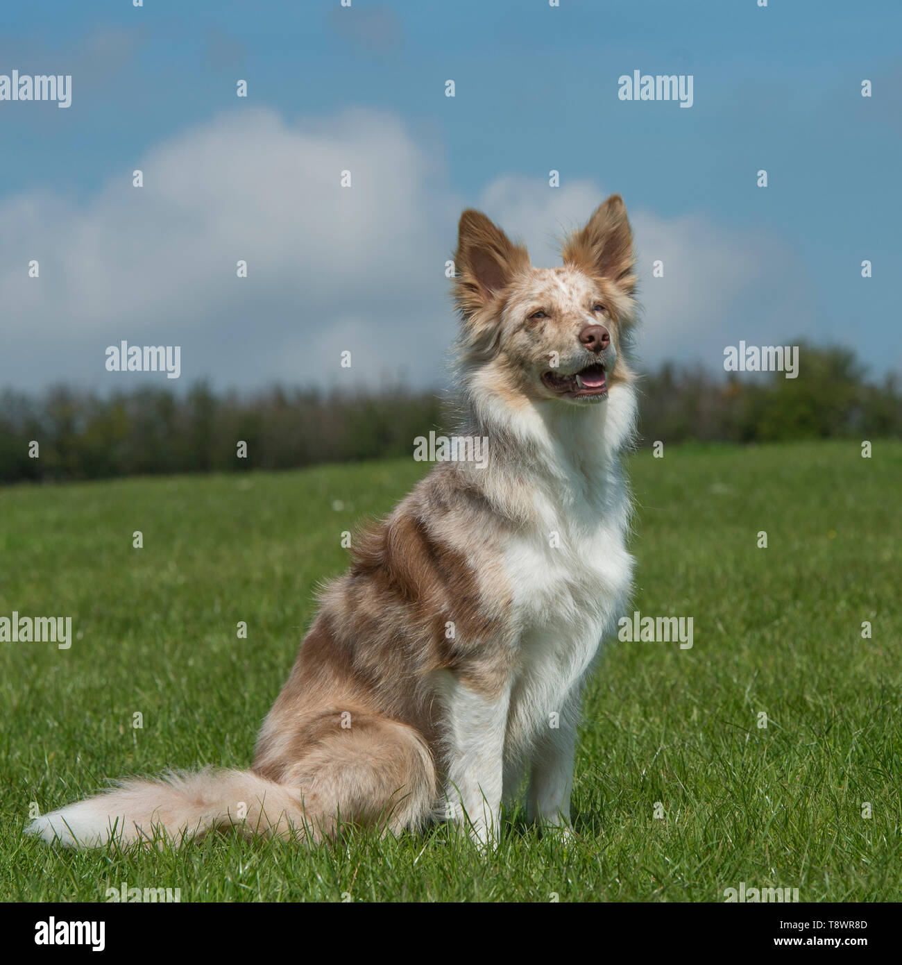 Perfil de border collie fotografías e imágenes de alta resolución Alamy