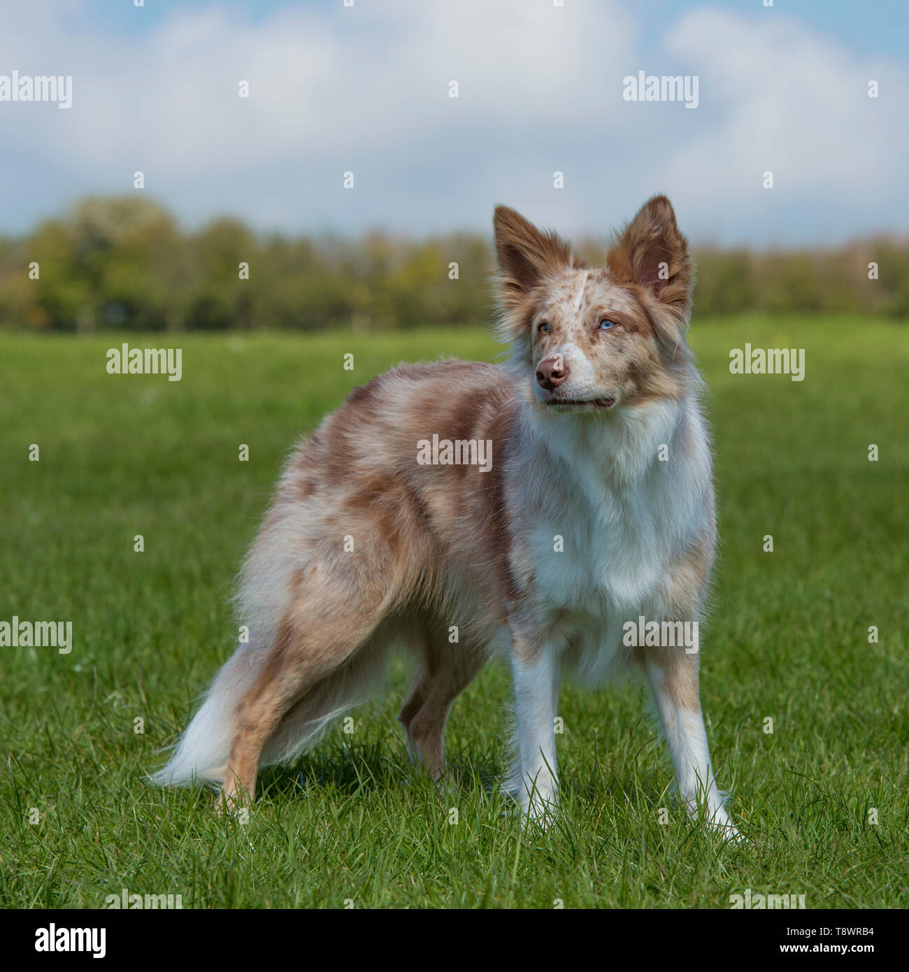 Walking border collie fotografías e imágenes de alta resolución Alamy