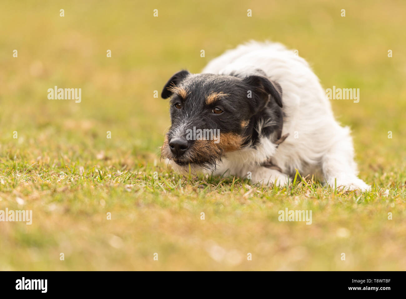 Perro obediente es solo acostado en el suelo, en una pradera verde y espera  Fotografía de stock - Alamy
