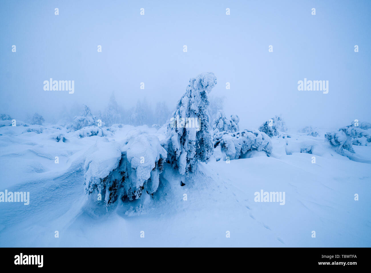 Paisaje invernal nebuloso en nieve profunda con árboles Foto de stock
