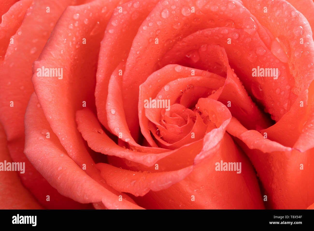 Macro shot de maravillosos floreció un capullo de rosa coral con dewdrops como fondo o fondos de pantalla. Color de moda de flor. El enfoque selectivo Fotografía de stock - Alamy Macro shot de maravillosos floreció un capullo de rosa coral con dewdrops como fondo o fondos de pantalla. Color de moda de flor. El enfoque selectivo Fotografía de stock - Alamy