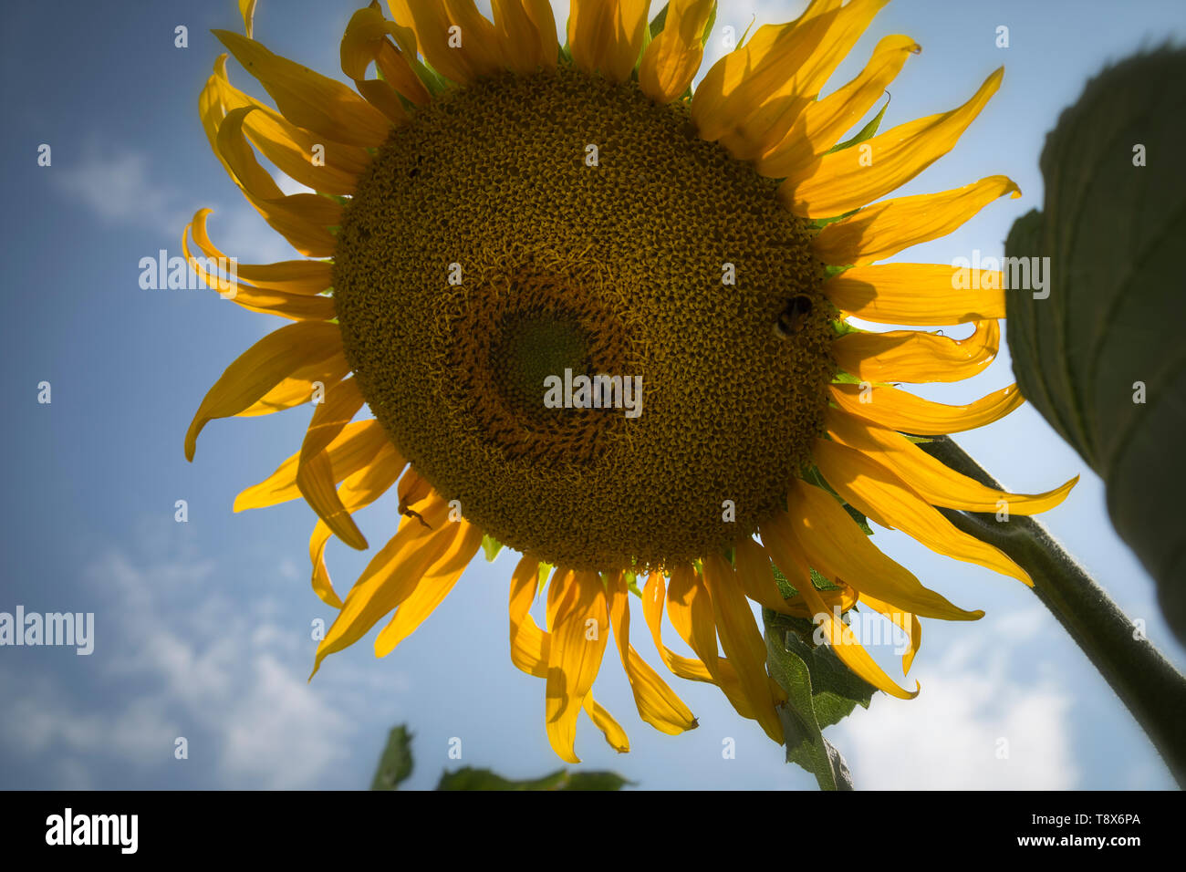 Sunflower mirasol fotografías e imágenes de alta resolución - Alamy