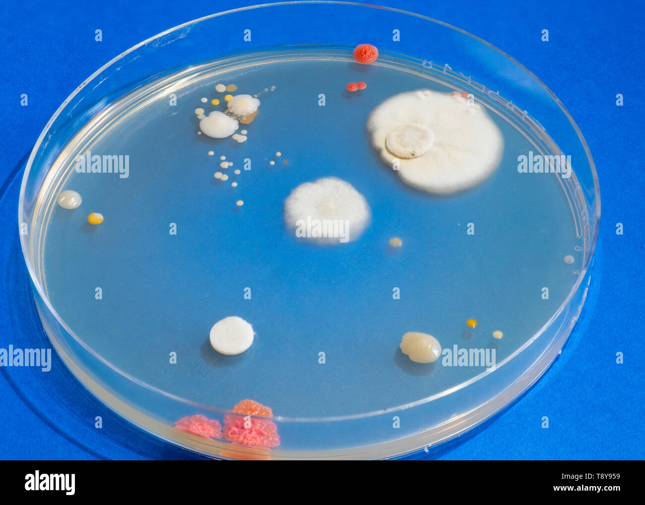 Colonias de Bacterias en placa de Petri Fotografía de stock Alamy