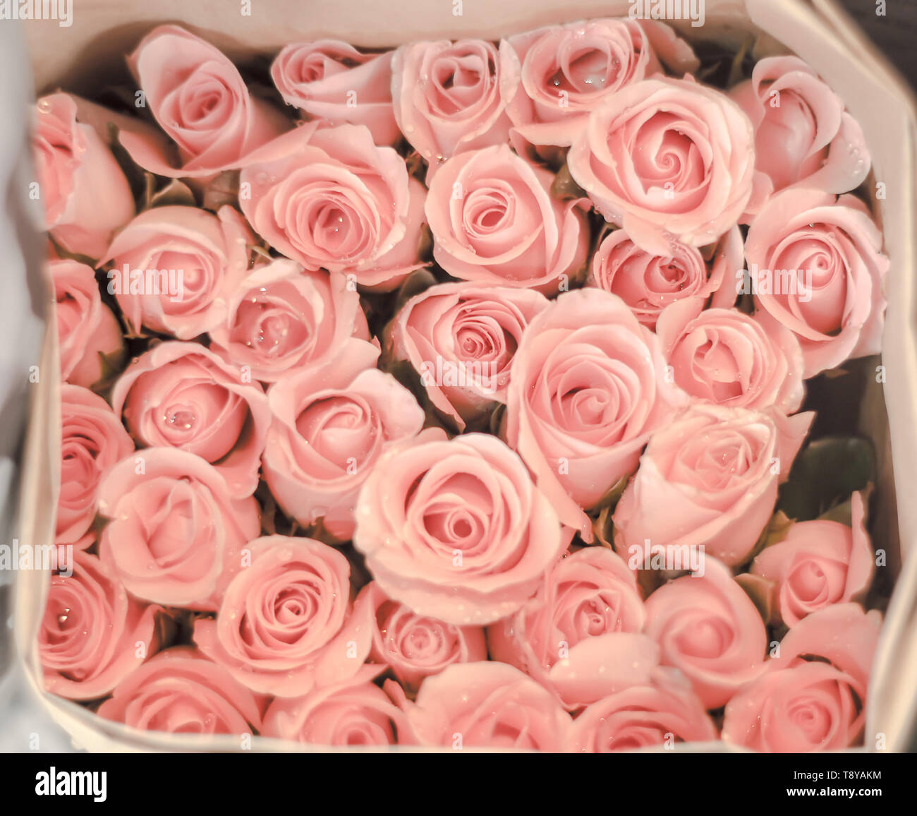 Suaves colores pastel rosa flores hermosa antecedentes Fotografía de stock  - Alamy
