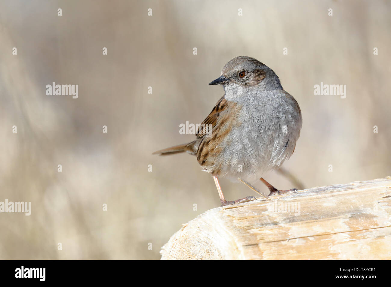 Dunnock es ave migratoria Foto de stock