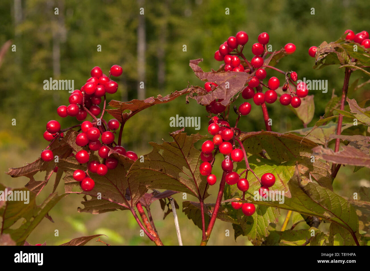 Alta Bush Arándano (Viburnum trilobum), Lago Superior del Área de Conservación Marina Nacional, Ontario, Canadá Foto de stock