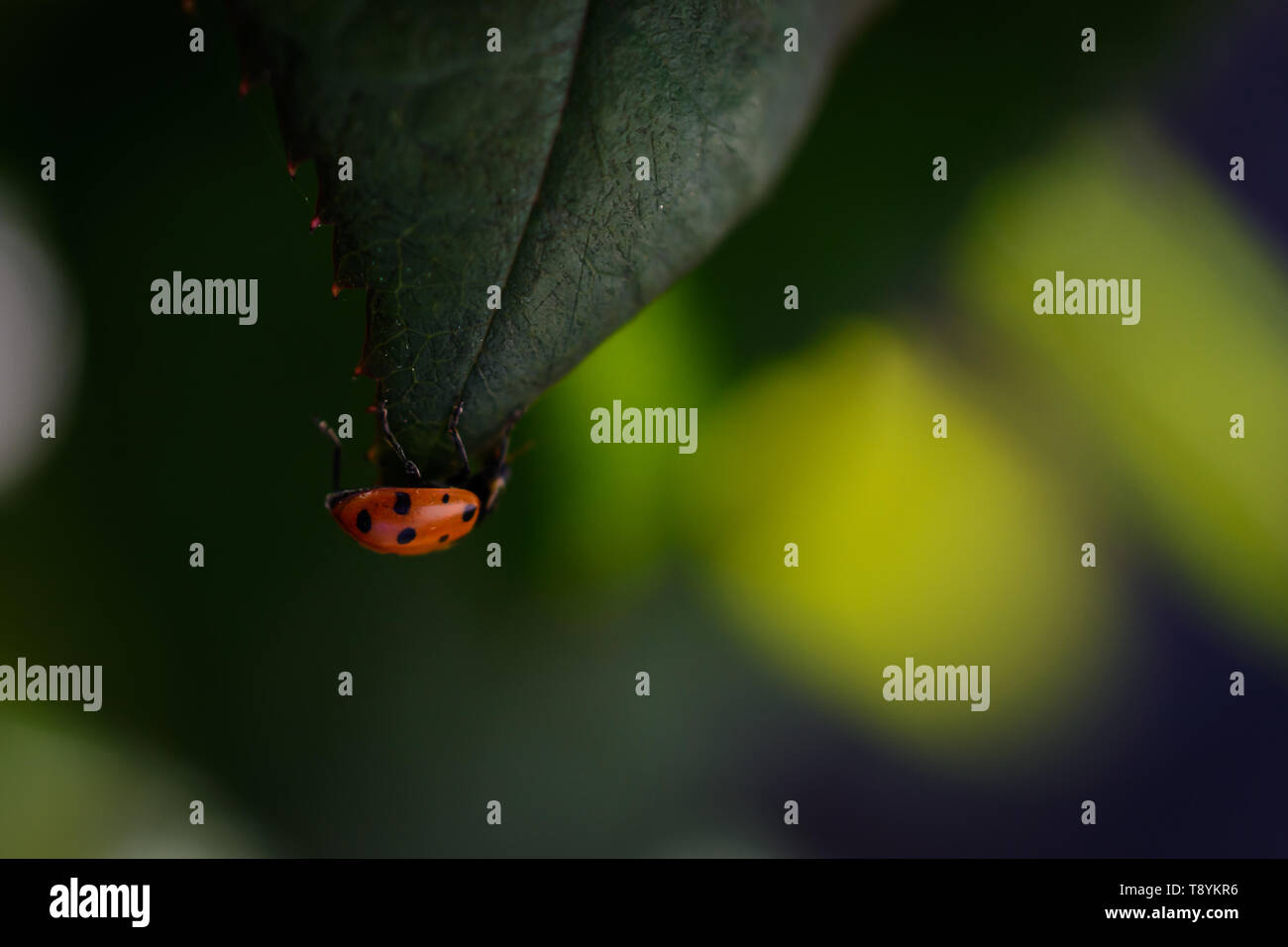 Ladybug en busca de comida Foto de stock