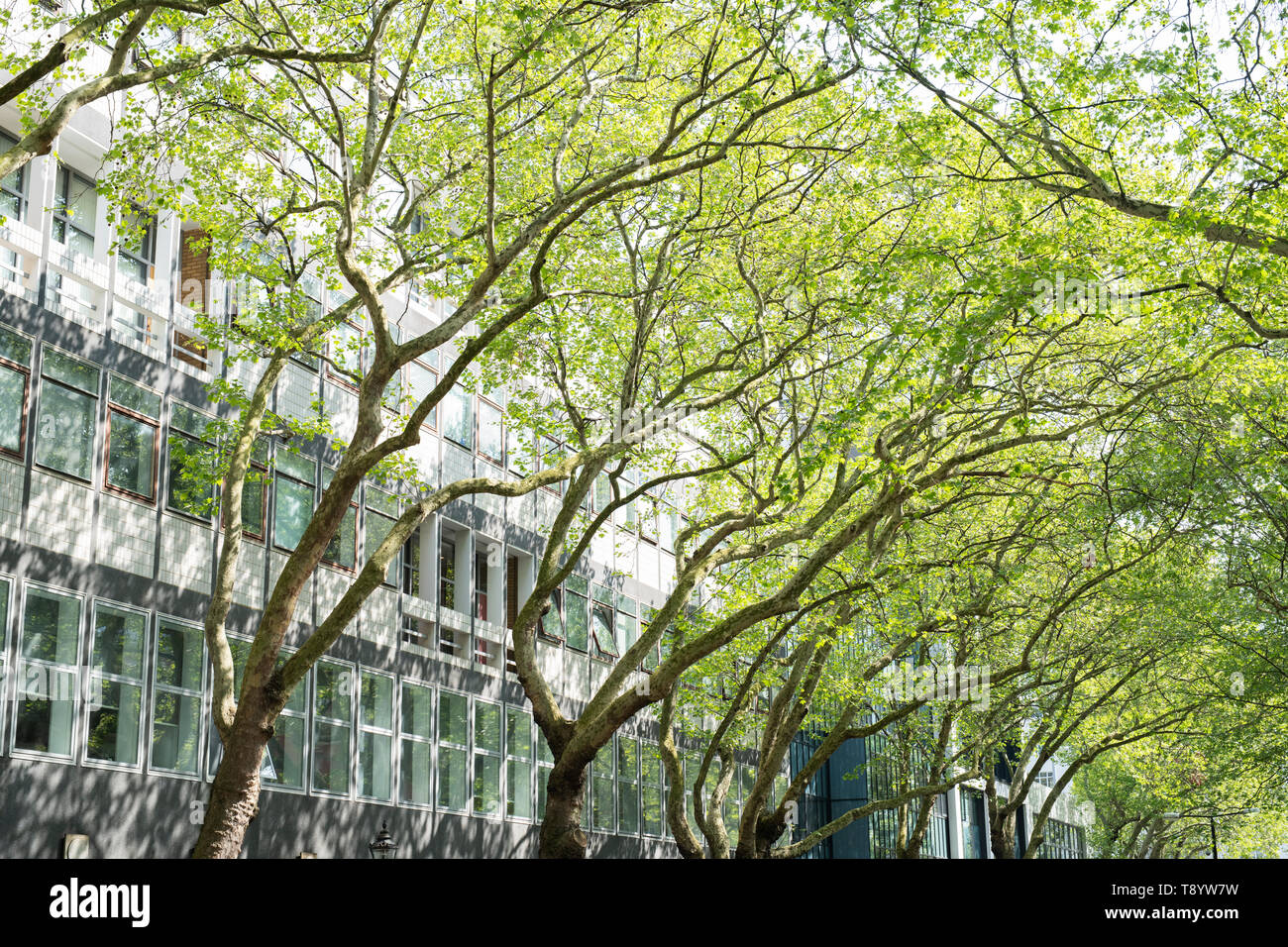 Platanus acerifolia. Londres árboles fuera del edificio Skempton, Imperial College, South Kensington, Londres Foto de stock
