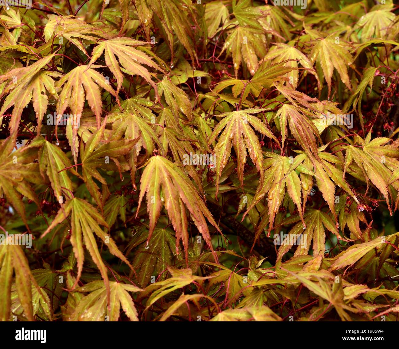 Las hojas de Acer Palmatum Chitoseyama después de una ducha de lluvia. Foto de stock