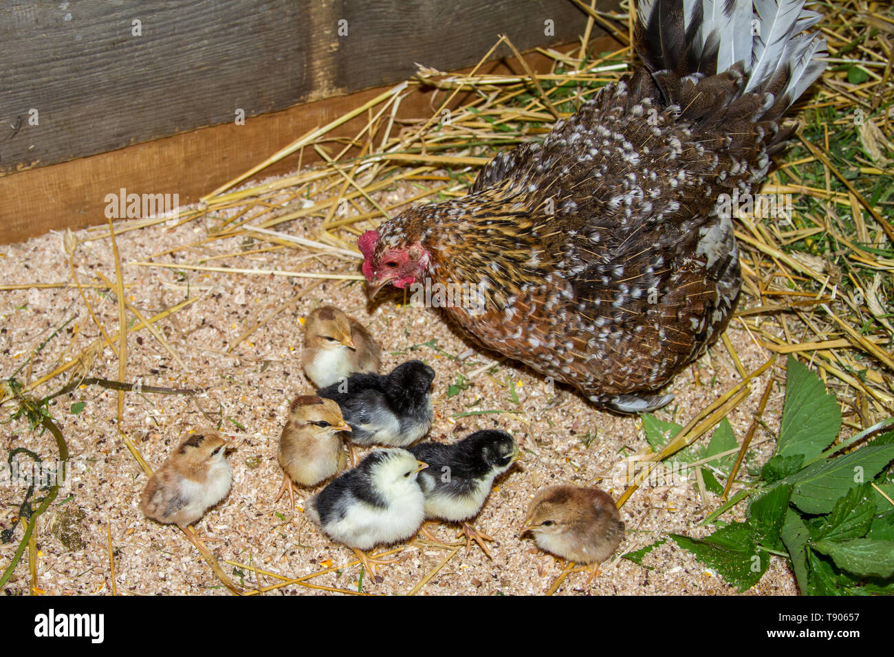 - Madre Steinhendl Stoapiperl, gallinas y polluelos - Críticamente en peligro Pollo raza desde Austria Foto de stock